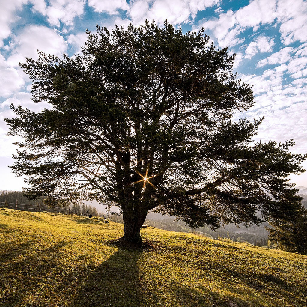 Arbre remarquable et rayons de soleil 1, évoque la beauté ainsi que la force de la nature