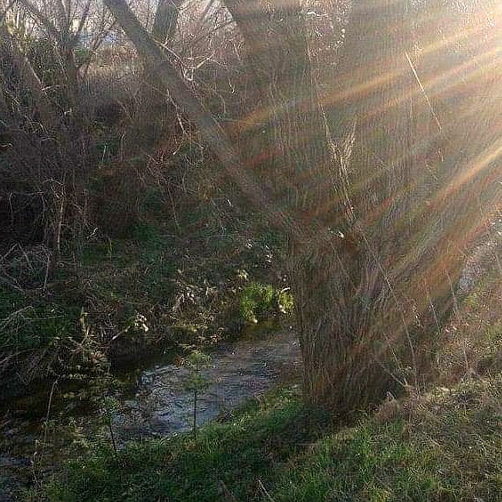 Arbre remarquable et rayons de soleil 2, évoque la beauté ainsi que la force de la nature