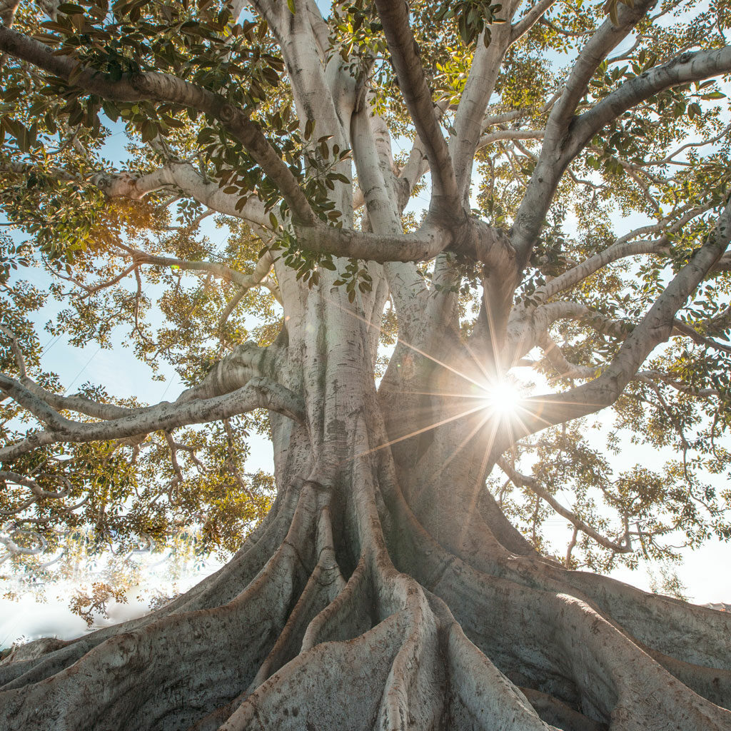 Arbre remarquable et rayons de soleil 3, évoque la beauté ainsi que la force de la nature